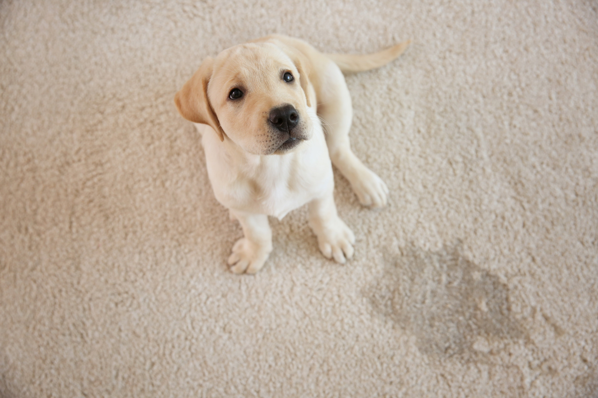 Accidents happen, but the evidence doesn't have to stay. Learn the best and easiest methods for pet stain removal right here.