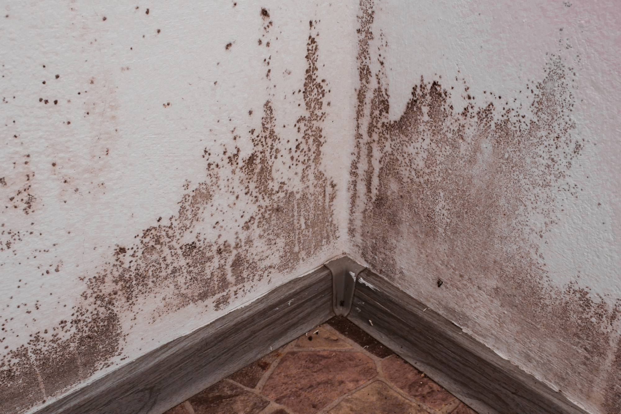 Mold removal near me: Do you want to know how to choose the right mold removal service? Read on to learn how to make the right choice.
