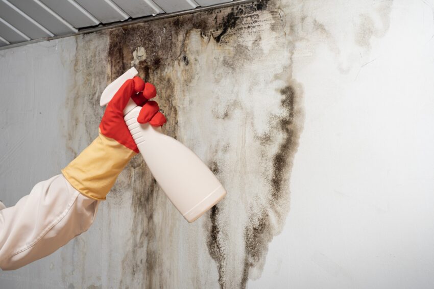 What You Should Know About the Dangers of Mold