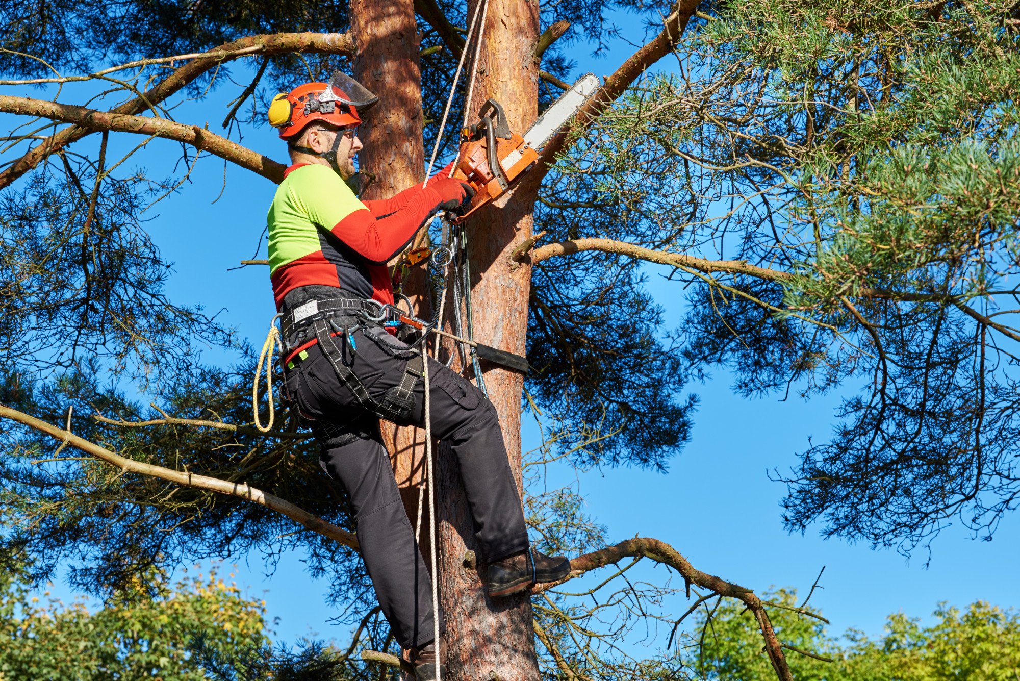 Are you in search of an expert tree service? Make sure you consider these five things before choosing your expert tree service.