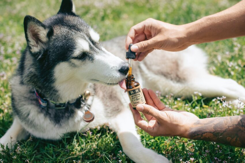 How CBD Pet Oil Tinctures Can Help Improve Your Pet's Overall Well-being